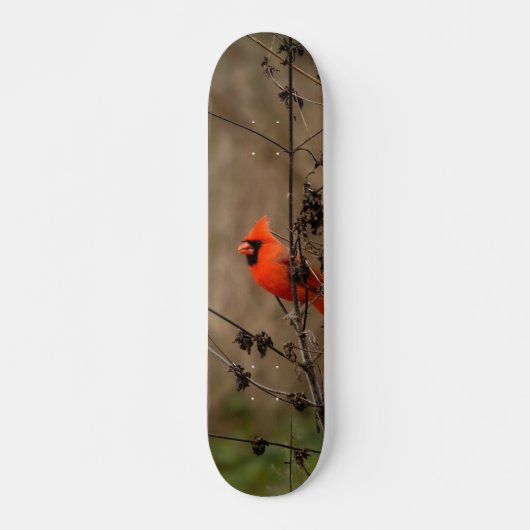 Mooie noordelijke kardinaal skateboard (Voorkant)