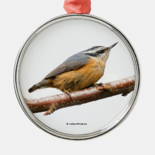 Mooie Nuthatch Songbird op Branch Metalen Ornament