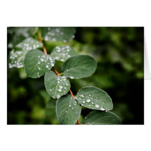 Mooie ochtenddauw in de tuin