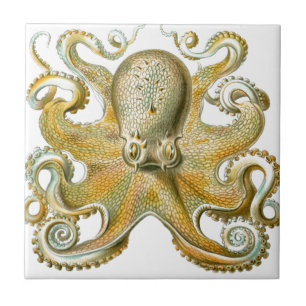 Mooie octopus afbeelding van Haeckel Tegeltje