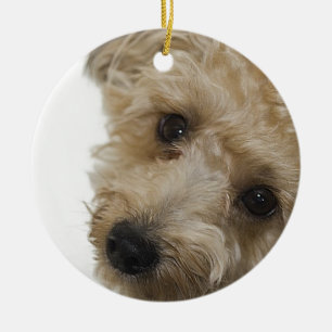 Mooie ogen van een Yorkie Poo Puppy Keramisch Ornament