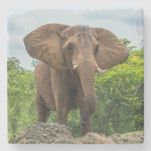 Mooie olifant spelen in het gras stenen onderzetter