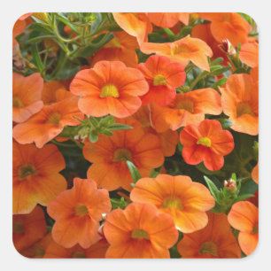 Mooie oranje bloemen vierkante sticker