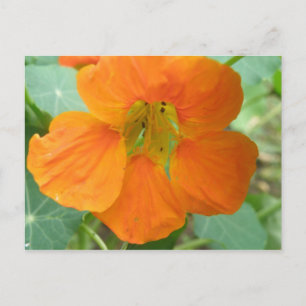 Mooie Oranje Oostindische Kers Bloem Ansichtkaart Briefkaart