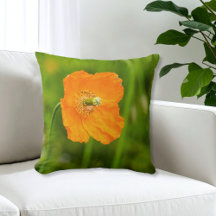 Mooie Oranje Poppy Flower Summer Photo Green