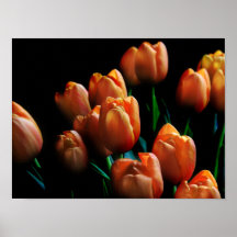 Mooie Oranje Tulpen op zwart Poster