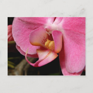 Mooie orchidee foto's briefkaart