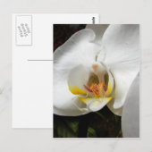 Mooie orchidee foto's briefkaart (Voorkant / Achterkant)