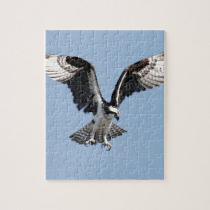 Mooie Osprey-vogel op zoek naar prooi Legpuzzel