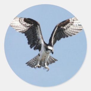 Mooie Osprey-vogel op zoek naar prooi Ronde Sticker