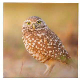 Mooie Owl Tegeltje
