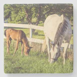 Mooie paard en veulen groene weide stenen onderzetter