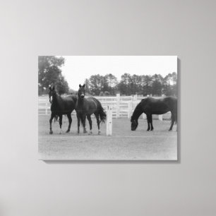 Mooie paarden/canvas omwikkeling/zwart/wit canvas afdruk