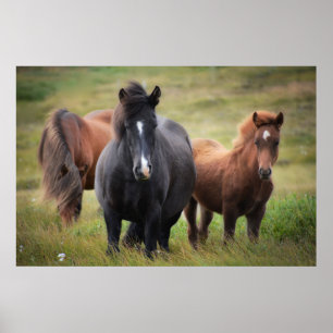 Mooie paarden poster
