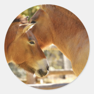 Mooie paarden ronde sticker