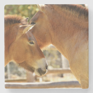 Mooie paarden stenen onderzetter