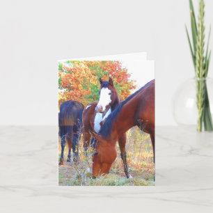 Mooie paardenverjaardagskaarten kaart