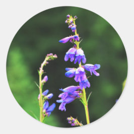 Mooie Paars wilde bloemen in Bloom in Canada Ronde Sticker