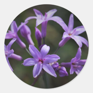 Mooie Paarse blauwe bloemen Sticker