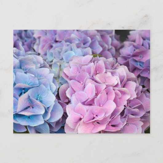 Mooie Paarse, Blauwe, Roze Hydrangea Bloemen Briefkaart (Voorkant)