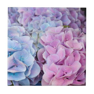 Mooie Paarse, Blauwe, Roze Hydrangea Bloemen Tegeltje