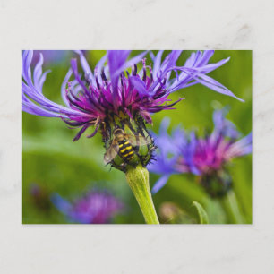 Mooie paarse bloem met honingbij briefkaart