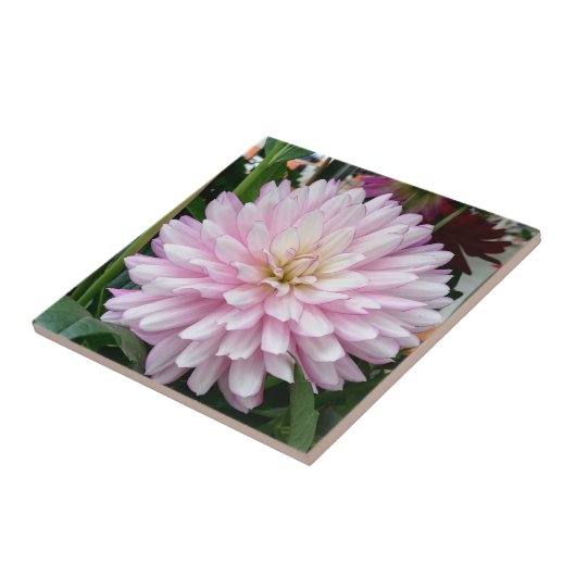 Mooie Paarse Dahlia Flower Tegeltje (Zijkant)