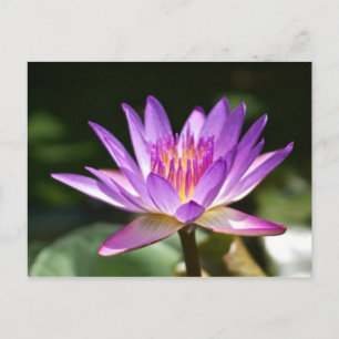 Mooie Paarse en gele Lotus Flower foto! Briefkaart