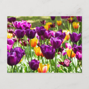Mooie paarse en gele tulpen briefkaart