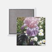 Mooie paarse iris bloem fotofotografie magneet (Voorkant / Achterkant)