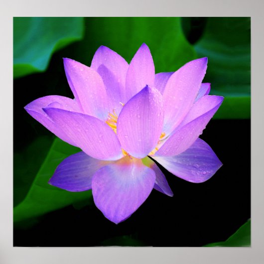 Mooie paarse lotusbloem in water poster (Voorkant)