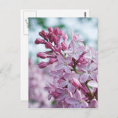 Mooie Paarse Seringen Briefkaart (Voorkant / Achterkant)