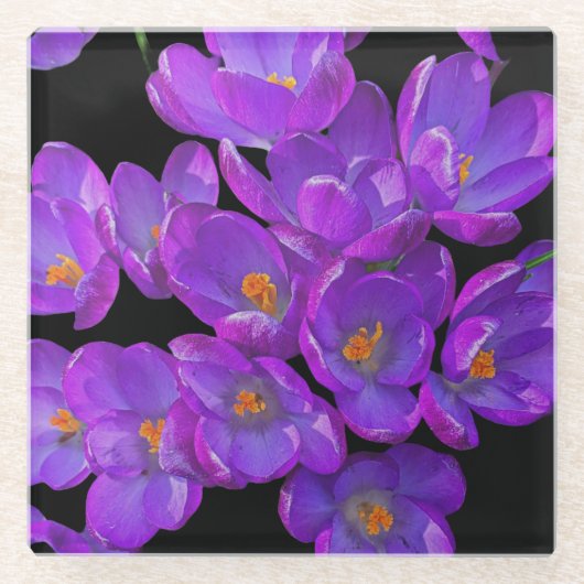 Mooie Paarse Spring Crocuses Bloemen Glazen Onderzetter (Voorkant)