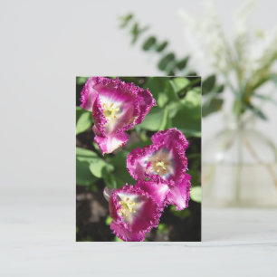 Mooie paarse tulpen in de tuin briefkaart