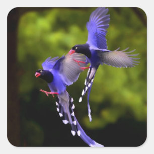 Mooie Paarse vogels in de vluchtsticker set Vierkante Sticker
