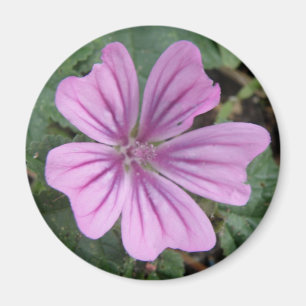 Mooie Paarse Wilde Bloem Magneet