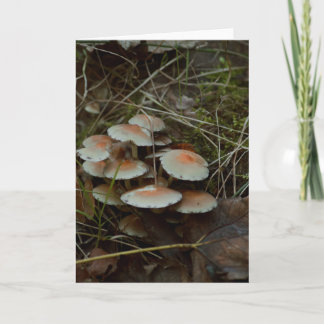 Mooie paddenstoelenfotografie blanco kaart