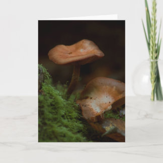 Mooie paddenstoelenfotografie blanco kaart