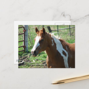 Mooie Paint Horse Merrie in Zomerweide Briefkaart