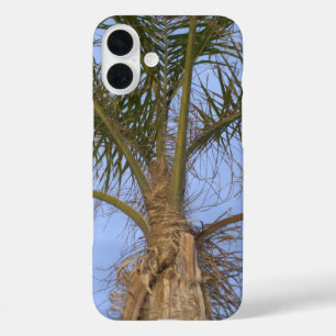 Mooie palmboom close-up iPhone 16 plus hoesje
