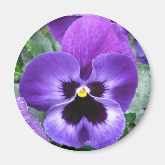Mooie Pansy Magnet Magneet (Voorkant)