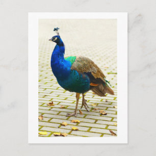 Mooie pauw briefkaart
