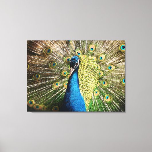Mooie pauw canvas afdruk (Voorkant)