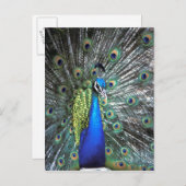 Mooie pauw spreidend kleurrijke veren briefkaart (Voorkant / Achterkant)