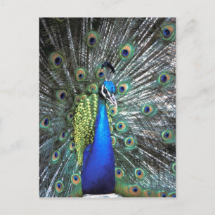 Mooie pauw spreidend kleurrijke veren briefkaart