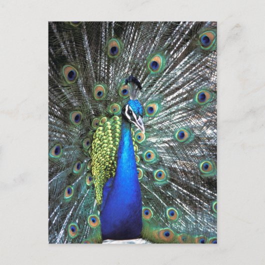 Mooie pauw spreidend kleurrijke veren briefkaart (Voorkant)