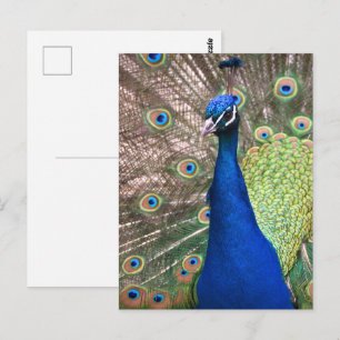 Mooie pauwenveer achtergrond briefkaart