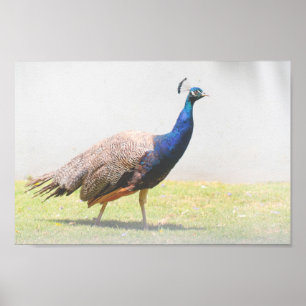 Mooie Peacock Bird Walking Poster
