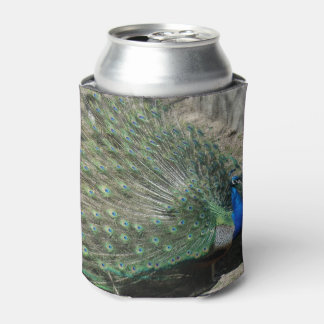 Mooie Peacock Blikjeskoeler