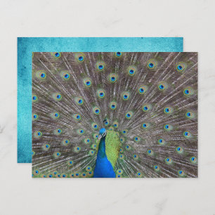 Mooie Peacock    Briefkaart